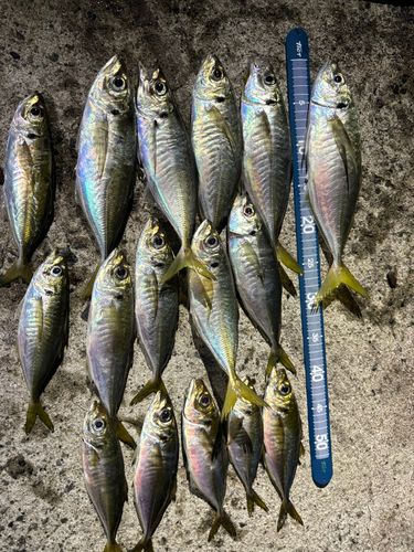 アジの釣果