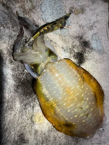 アオリイカの釣果