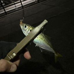 アジ
