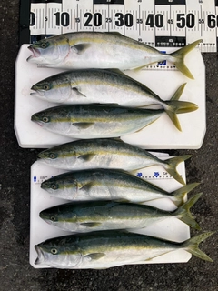 イナダの釣果