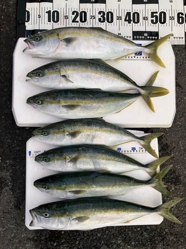 イナダの釣果