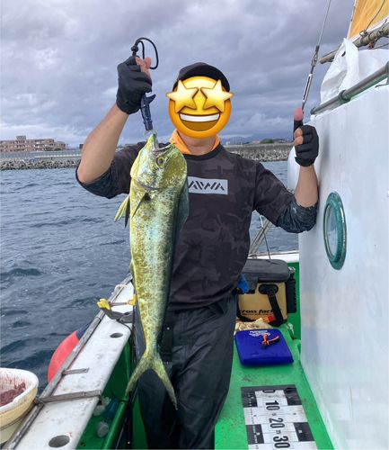 シイラの釣果