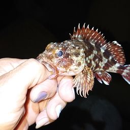 カサゴ