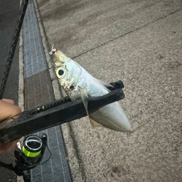 アジ