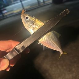 アジ
