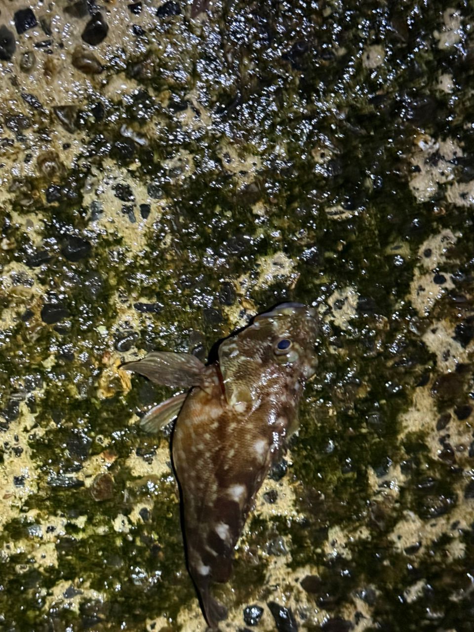 カサゴ