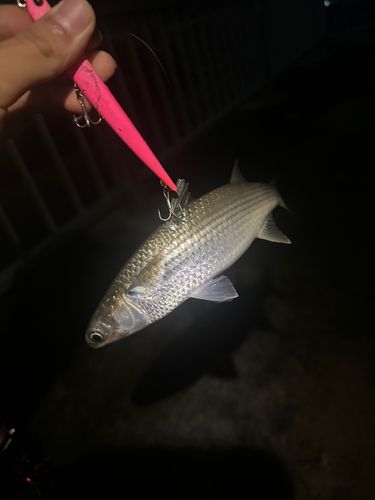ボラの釣果