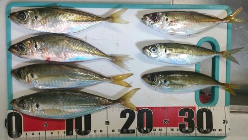 アジの釣果