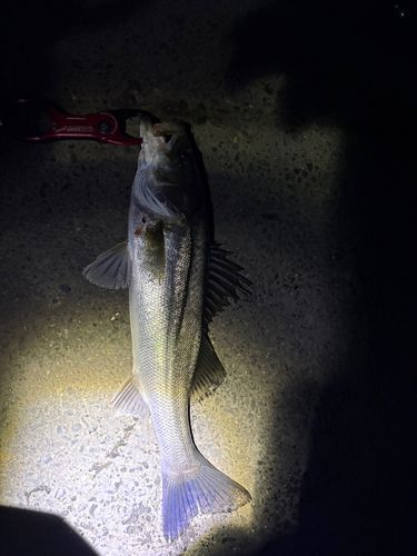 セイゴ（マルスズキ）の釣果