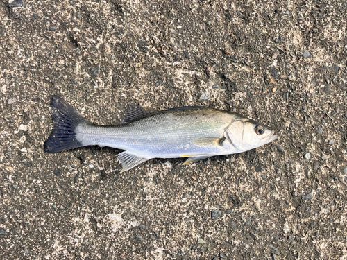 フッコ（マルスズキ）の釣果
