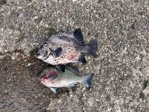 イシガキダイの釣果