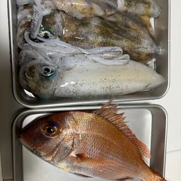 アオリイカ