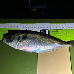 アジ