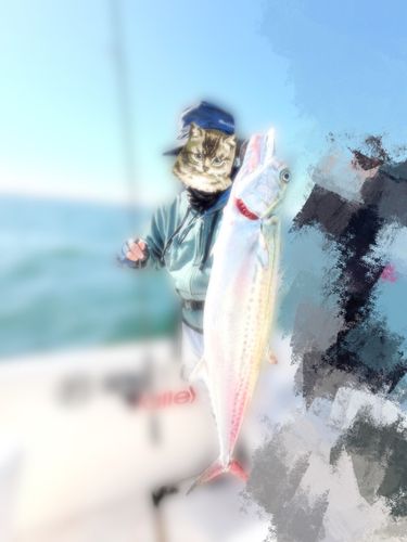 サゴシの釣果