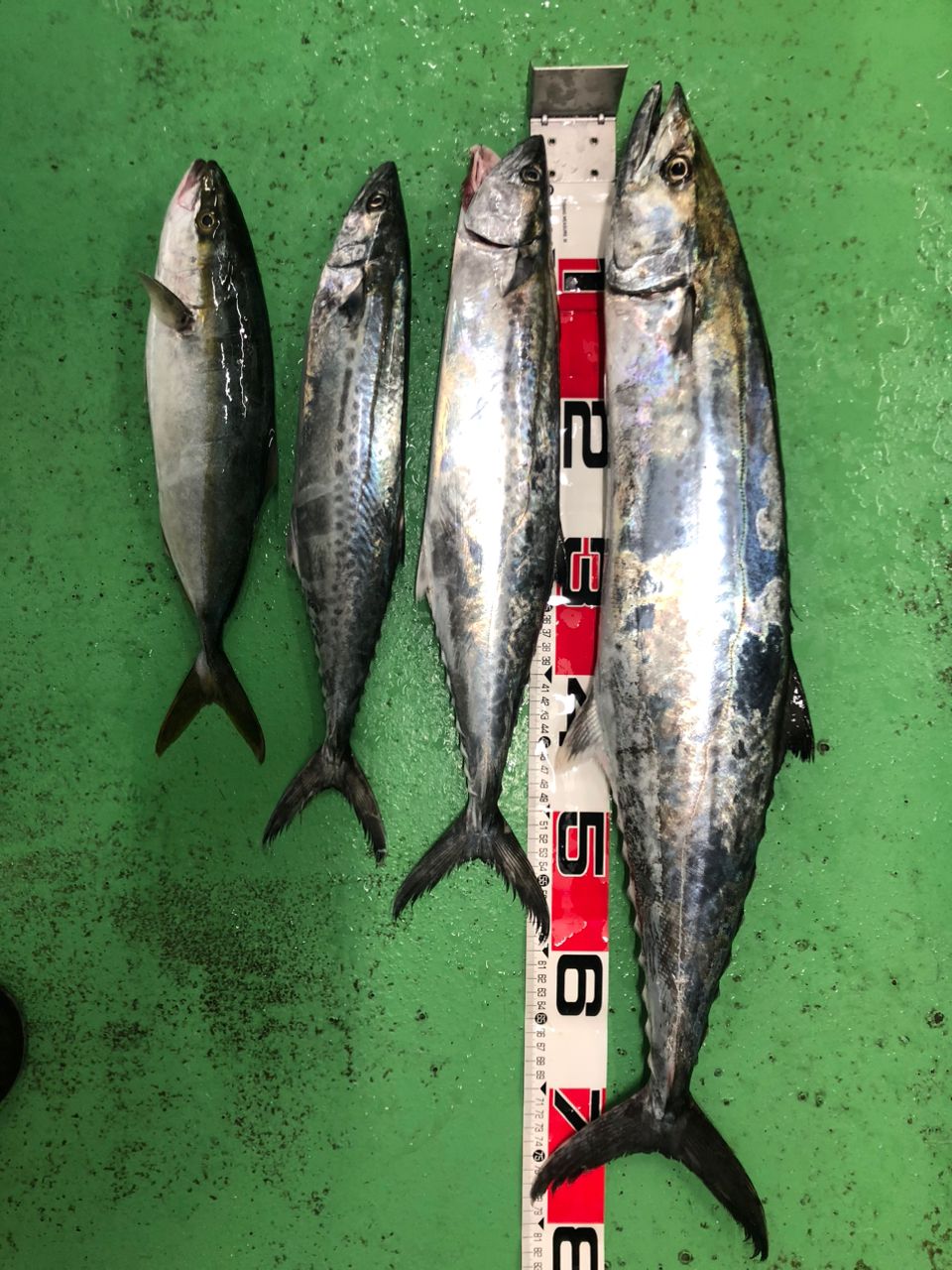 joker1974さんの釣果 2枚目の画像