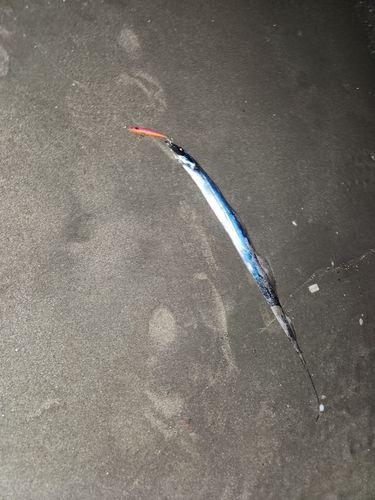 タチウオの釣果