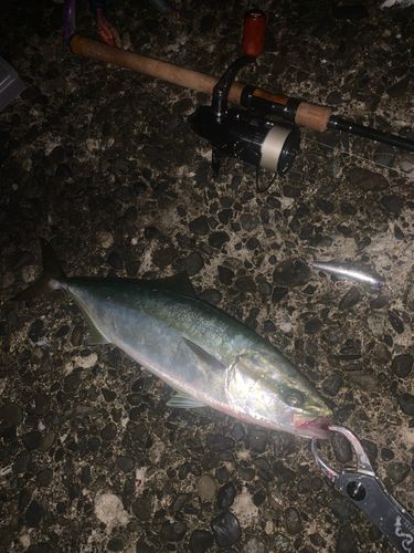 イナダの釣果