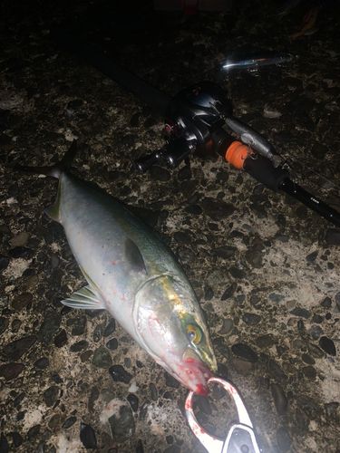 イナダの釣果