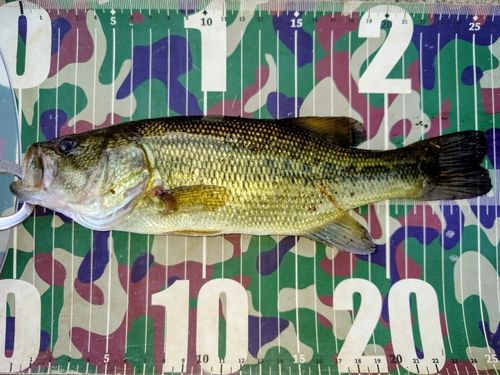 ラージマウスバスの釣果