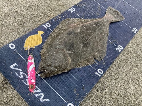 ヒラメの釣果