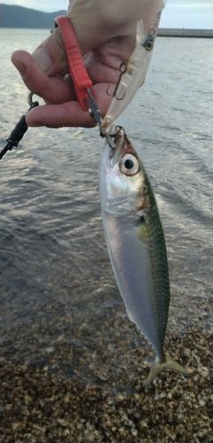 釣果