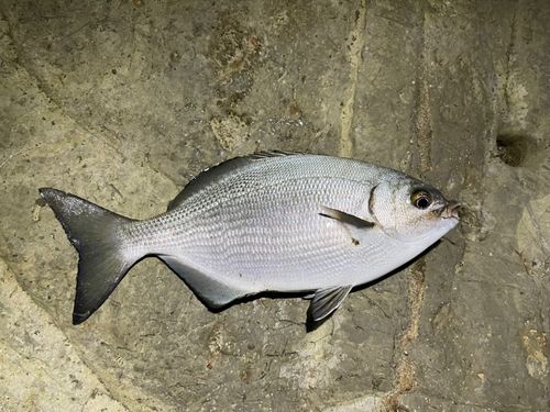 イスズミの釣果