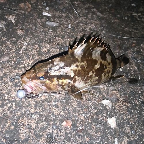 タケノコメバルの釣果