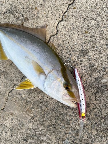 カンパチの釣果