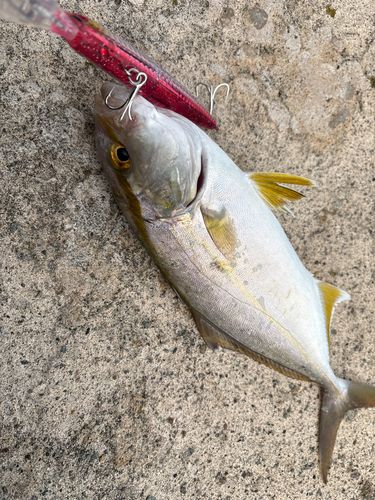 カンパチの釣果