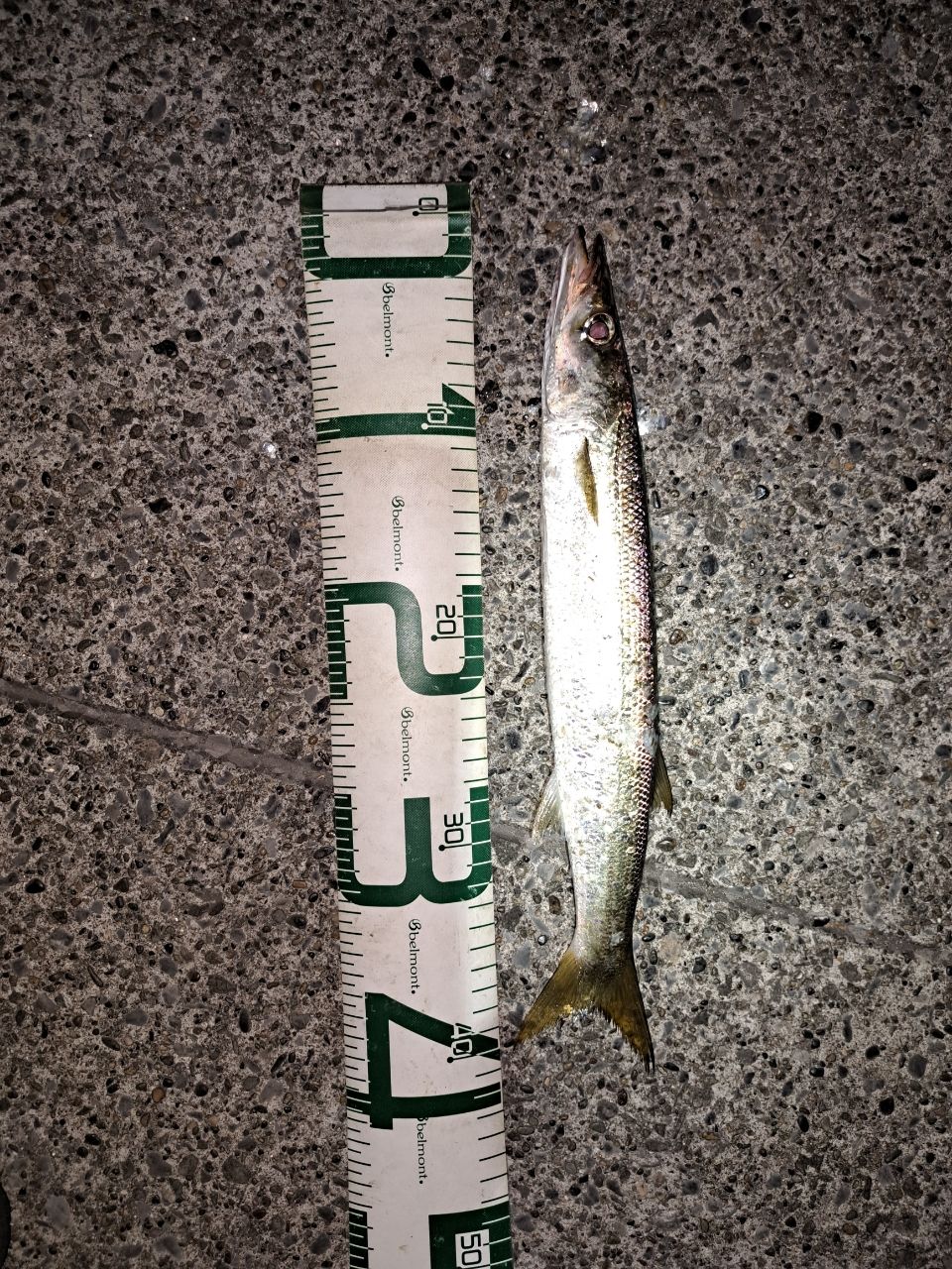 カマス