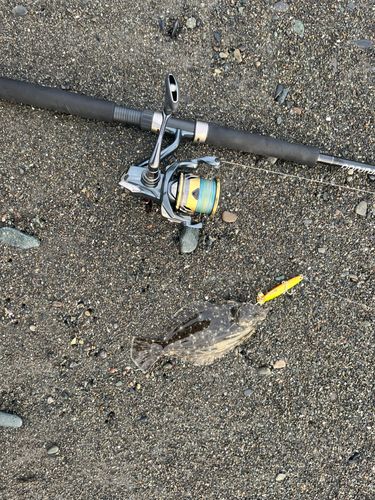 ソゲの釣果