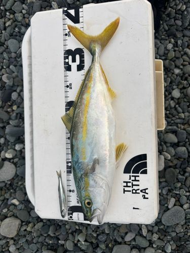 ワカシの釣果