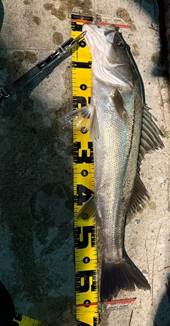シーバスの釣果