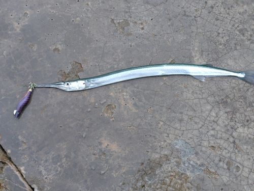 ダツの釣果