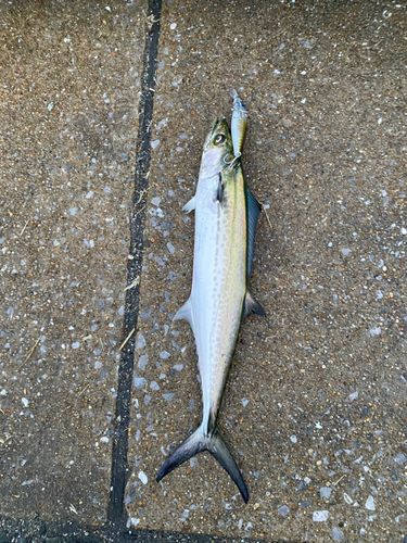 サゴシの釣果