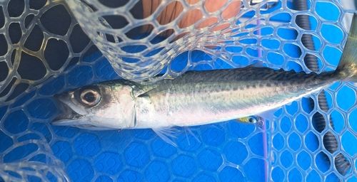 由比ヶ浜沖