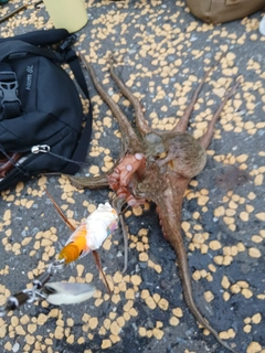 マダコの釣果