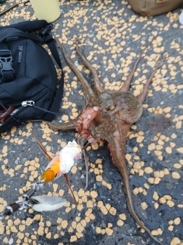 マダコの釣果