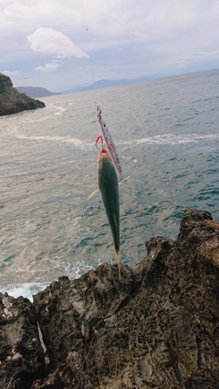 コズクラの釣果