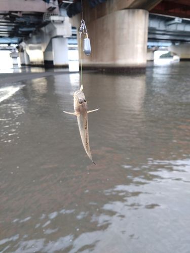 ハゼの釣果