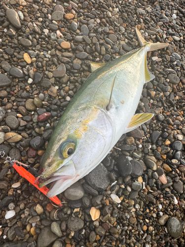 ワカシの釣果