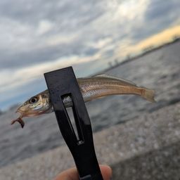 シロギス