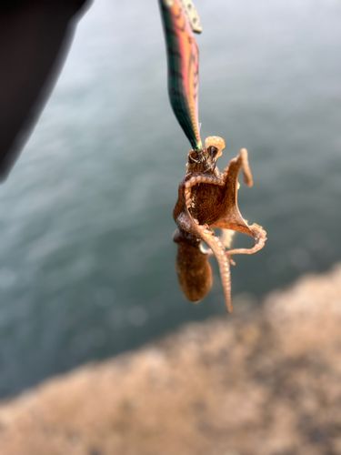 イイダコの釣果