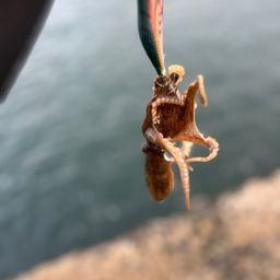 イイダコ
