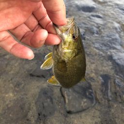 スモールマウスバス