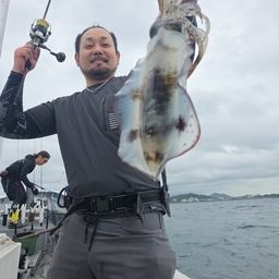アオリイカ