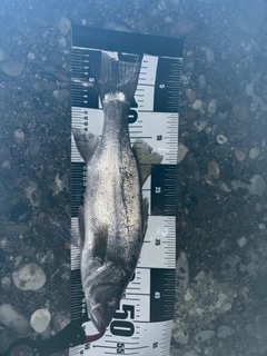 ヒラスズキの釣果