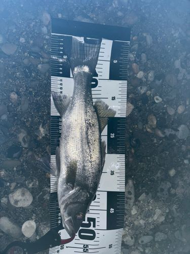 ヒラスズキの釣果