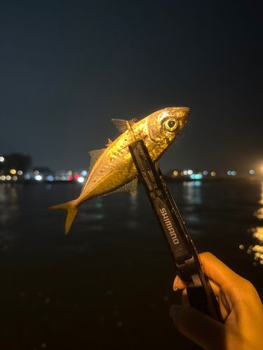 釣果