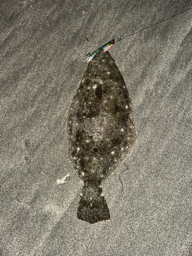 ソゲの釣果